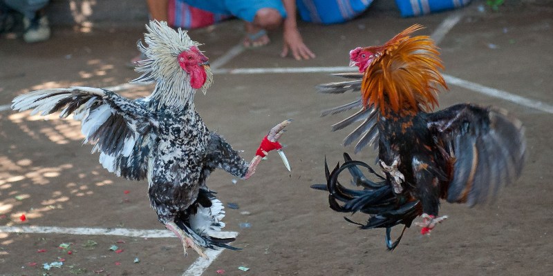 Lời khuyên khi chơi đá gà hay nhất